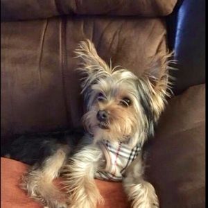 Elegant Vintage 
Plaid Pet Bandana